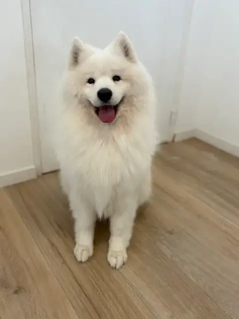 Majestic Dog