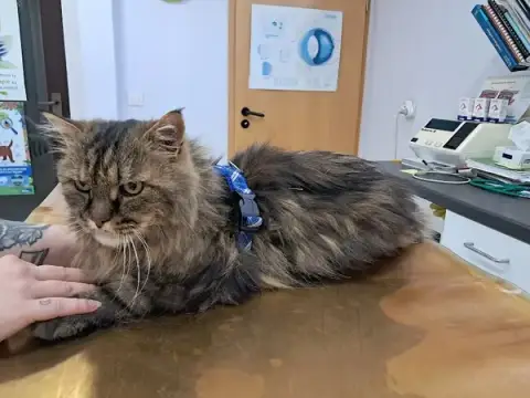 Bastian Veterinary Clinic