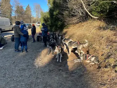 Les chiens du ballon d'Alsace