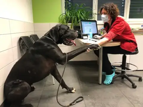 Veterinary Clinic The Blue Line