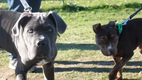 SYM DOG 31 - TOULOUSE - Éducateur Canin