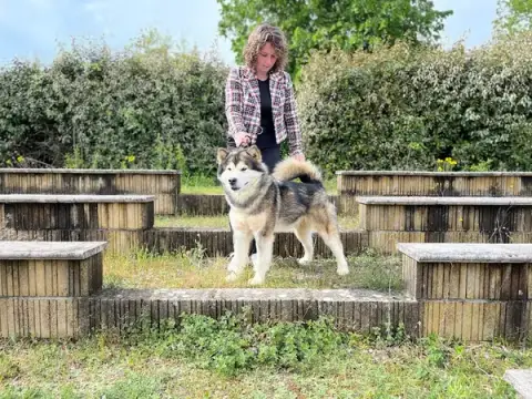 L’Aurore de Skadi - Élevage de Malamute d’Alaska et Pension canine