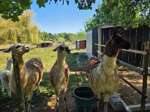 La petite ferme de Pouillon