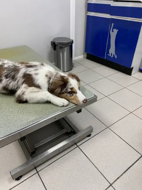 CLINICAL VETERINAIRRE GUILLOTIERE