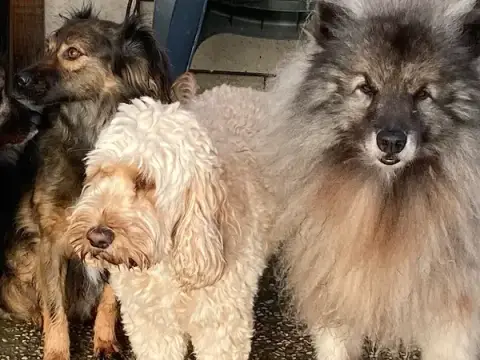 Dog education with fun !