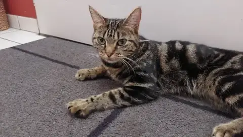 Les Pattounes de Dinky - Services pour Animaux