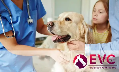 EVC Aigle - Urgences vétérinaires