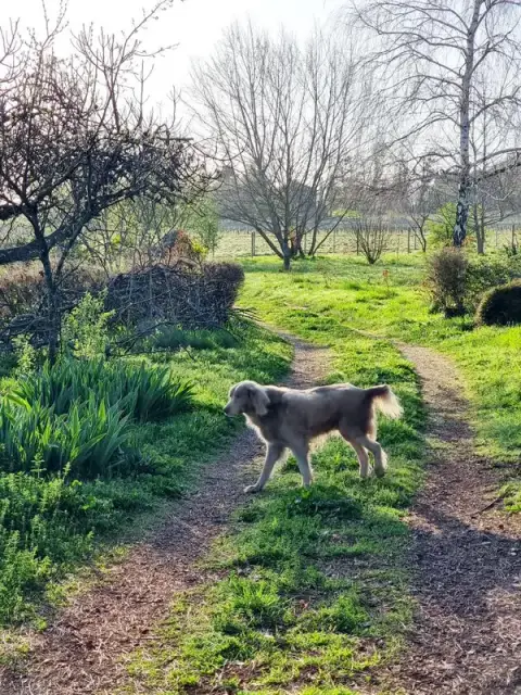 Debbie et les chiens