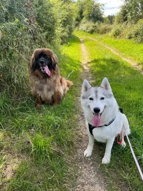 Laura - TOUS EN VADROUILLE : Educateur / Comportementaliste canin & Promeneur de chiens - Bouguenais & Sainte Pazanne (44)