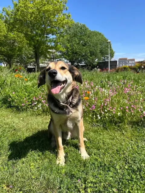 Education canine Rochefort - Aboie et à l’œil