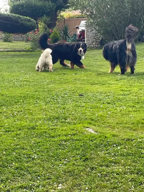 Pension canine de la villa Luna du bois d'Alex