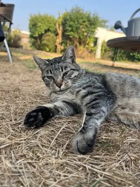 Câlins et Ronrons Garde de chats