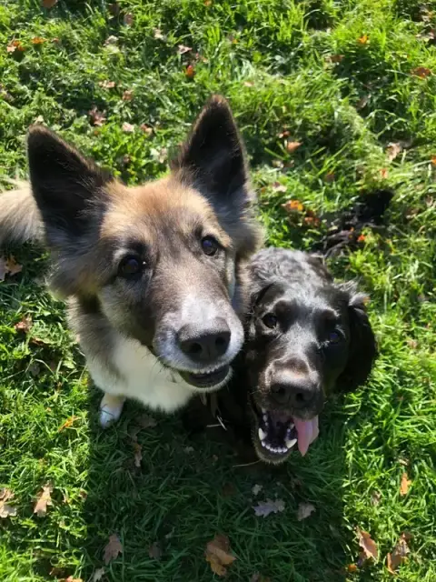 Petsy Friend