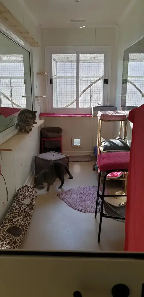 L'Arbre à chats - Pension pour chats