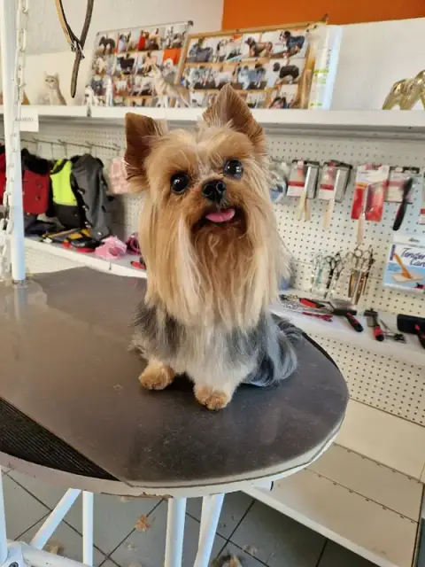 Animalook