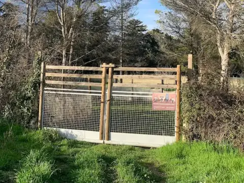 Chien du 84