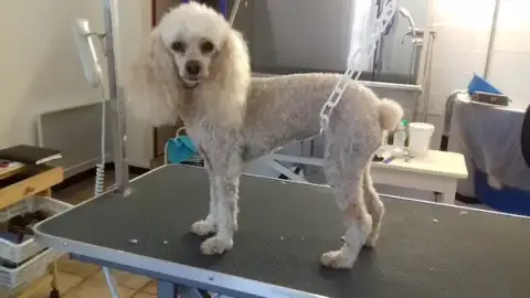 Pour toi mon chien