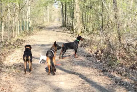 Education canine - Terre de Chien
