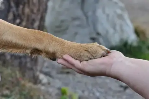 Marion Ollery Education canine
