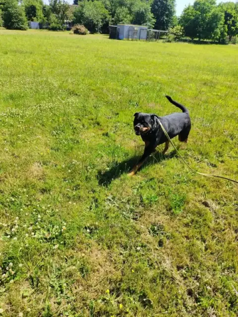 Pension Canine et Féline les Cabots'Chats'Art