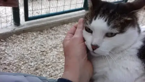 Villa Jayne ~ Pension Chats