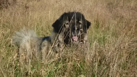 Regard de chien - Comportementaliste