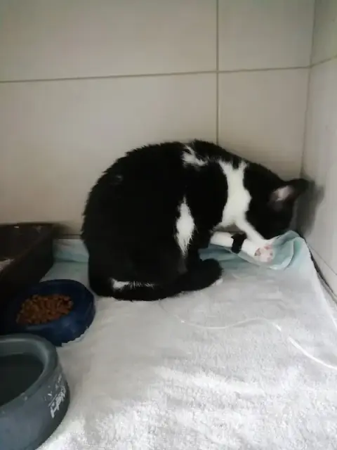 Clinique Veterinaire De La Salamandre