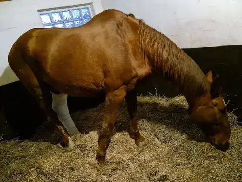 Veterinary Clinic Du Moulin