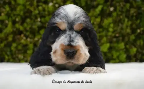 Élevage & Toilettage : Le Royaume de Lecki