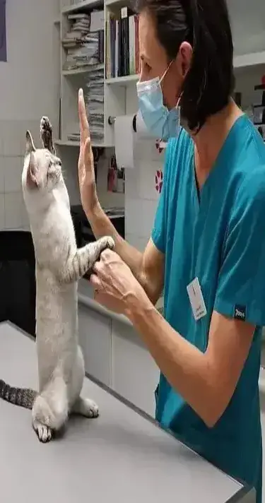 Clinique Vétérinaire ULISVET