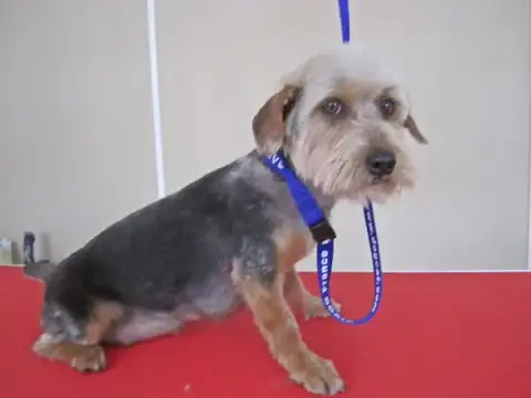 Bohème Canin