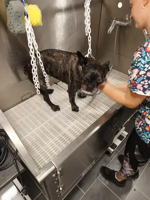 Toiletteur Animaux'topia Ruelle-sur-tourve
