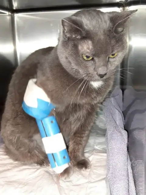Veterinary Clinic Madeleine