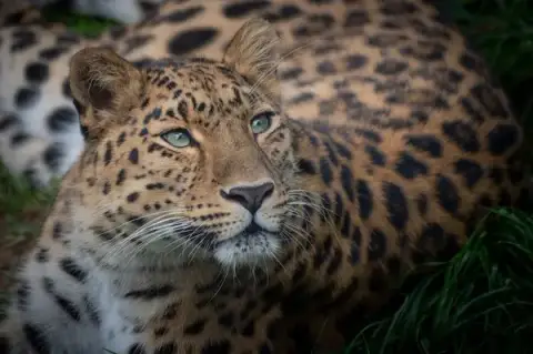 Animal Park Auvergne