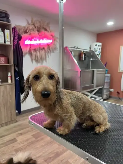 Salon de Toilettage L'Arche de guimauve et pension canine familiale