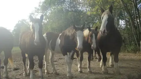 S.P.A. 65 Animal Protection Society