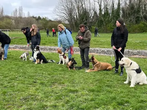 Chiens Malins