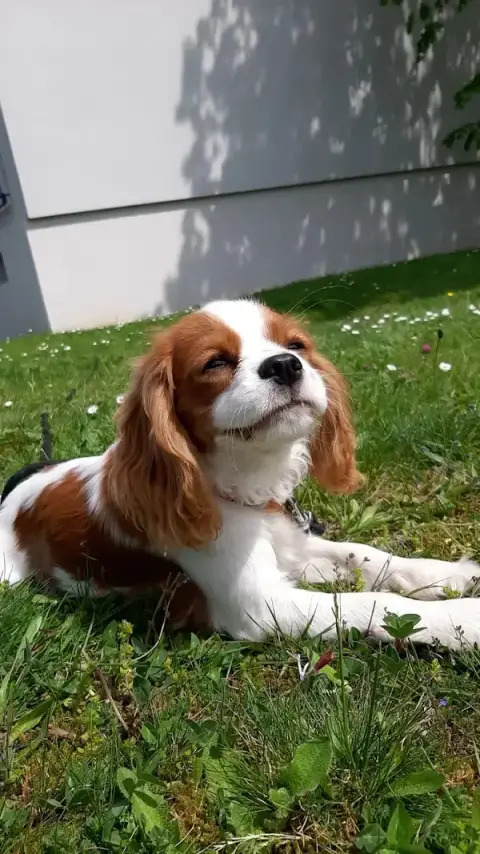Educ Life (éducatrice et comportementaliste canin)