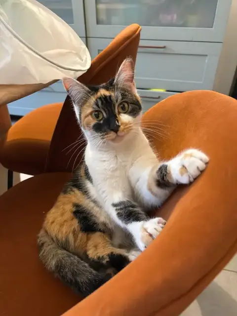 La Crème Des Pattounes - Pension pour chats Clermont-Ferrand