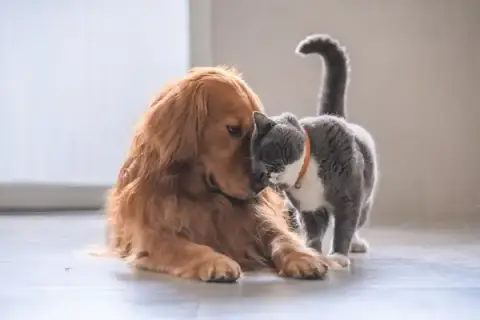 Elis’Animaux