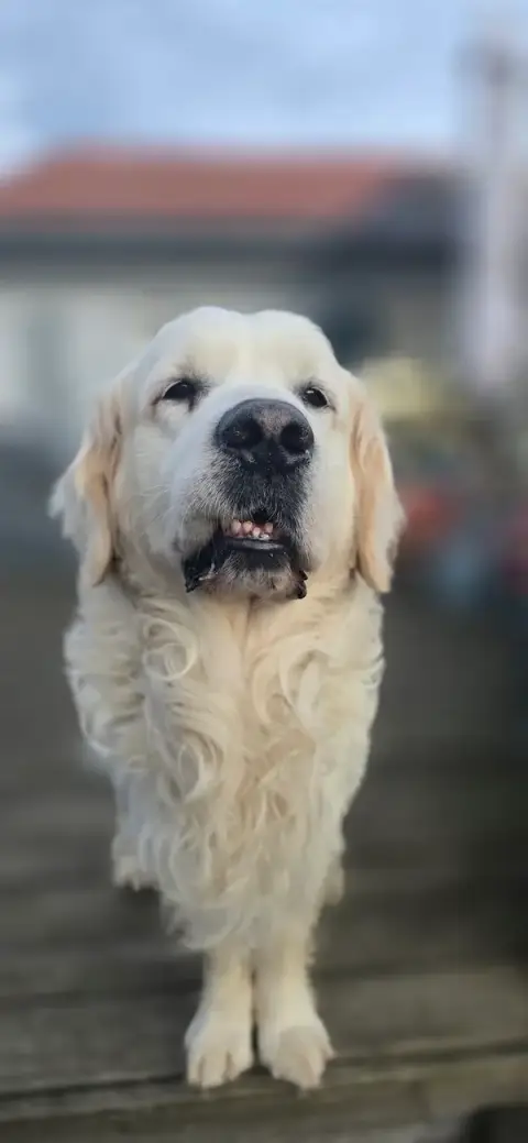 DogN'co