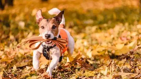 🏃🏻🐶 Promeneur chiens