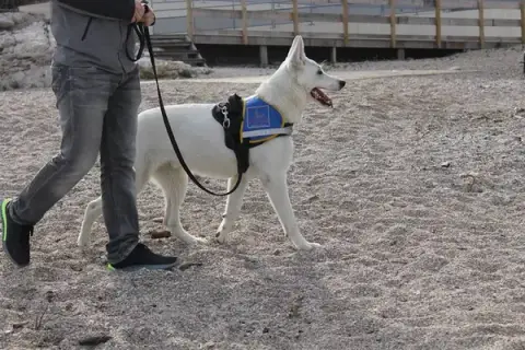 François ILLY - Sirius Education Canine à domicile