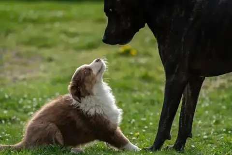 Logique De Chien