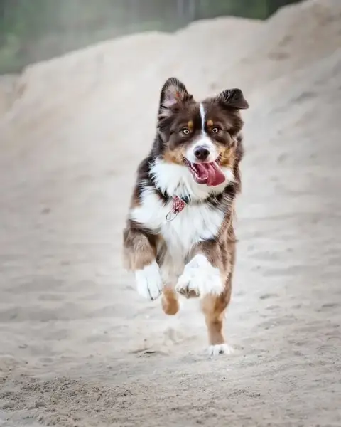 Le Bonheur des 4 Pattes - Pension canine