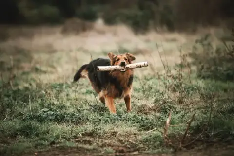 Académychien