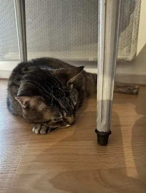 May & Co. Petsitting