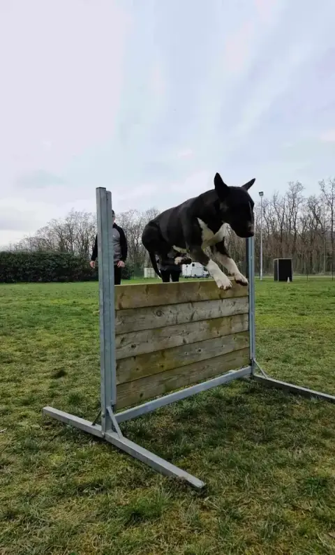 Club Canin de Cernay