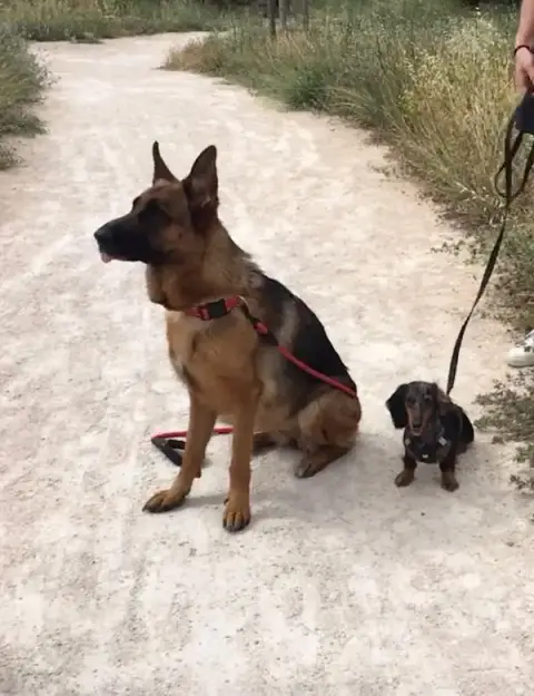 Eduka'dog education canine