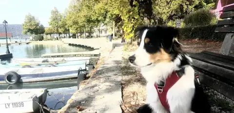 Université des chiens : Educateur canin comportementaliste Annecy Talloires Pour chiots et chiens adultes